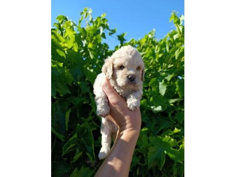 Maltipoo bebeklerim