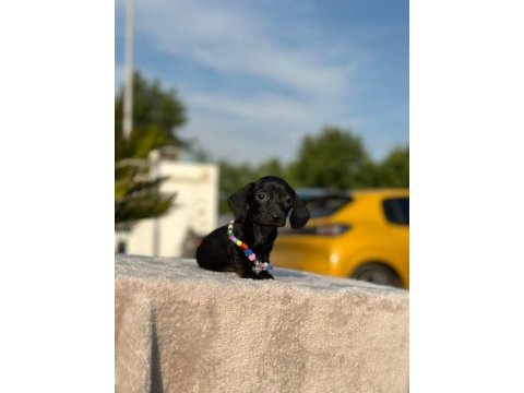 Show kalite sosis köpeği yavruları