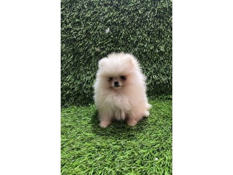 Pomeranian boo dişi yavrular