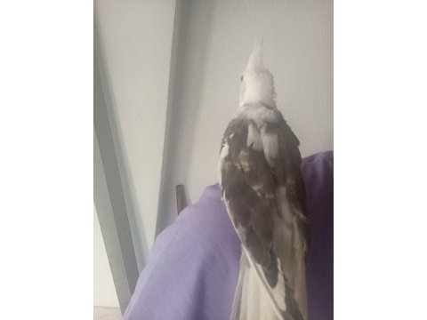 Mutasyon sultan papağanı