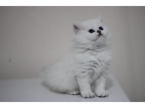 British longhair safkan