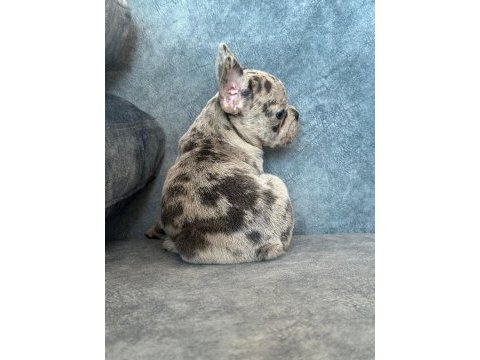 Üst kalite blue merle french bulldog
