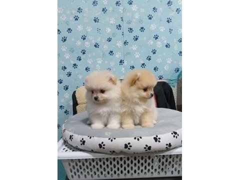 Pomeranian bebekleri