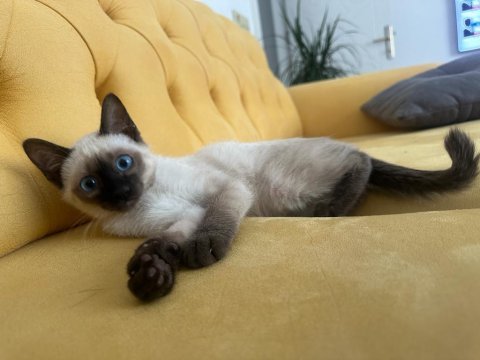 2 aylık dişi ve erkek safkan siyam kedisi yavrularımız
