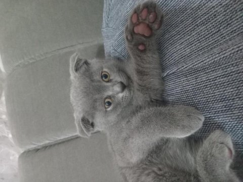 Scottish fold paşamız yeni yuvasına hazır