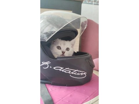 2 aylık güzeller güzeli silver tabby dişi scottish