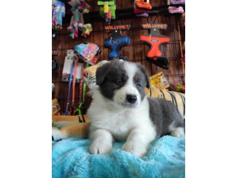 Safkan border collie yavruları