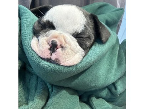 French bulldog 2 aylık köpeğimiz