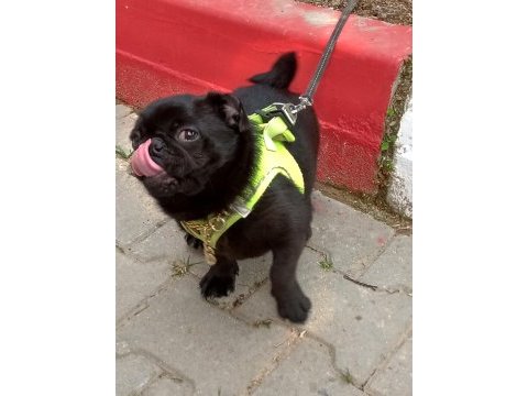 Pug denizli