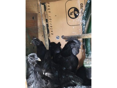 Ayam cemali