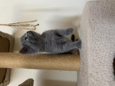 British shorthair gri
