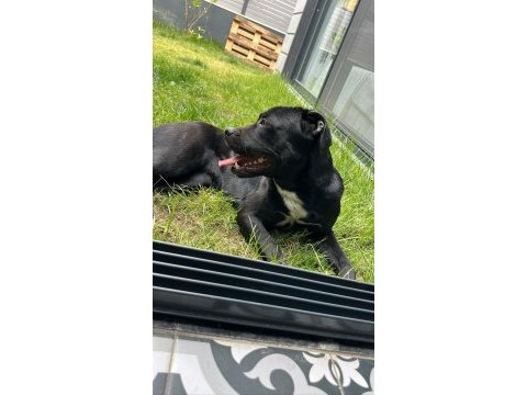 2.5 yaşında dişi cane corso acil yuva arıyor