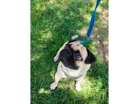 Erkek pug yeni ailesini arıyor