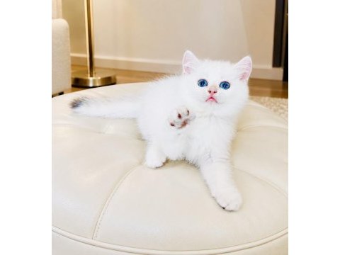 Şecereli british shorthair golden point erkek yavru