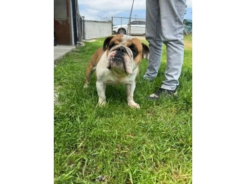 Erkek yetişkin ingiliz bulldog