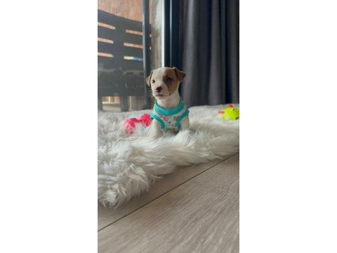 Üst kalite jack russell yavrular