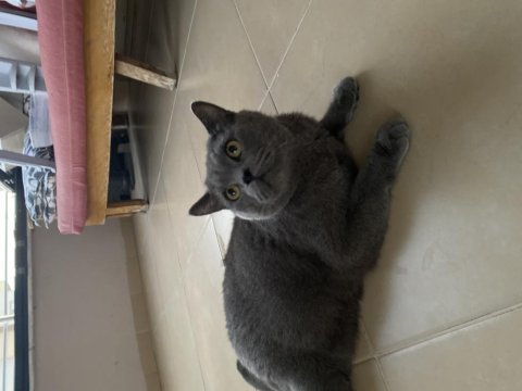 Brıtısh shorthaır mersın yenısehır