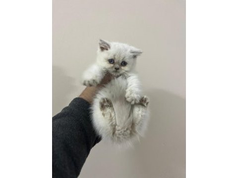 Teslime hazır a kalite bebek british shorthair