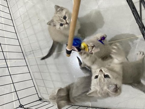 British shorthair silver bebekler