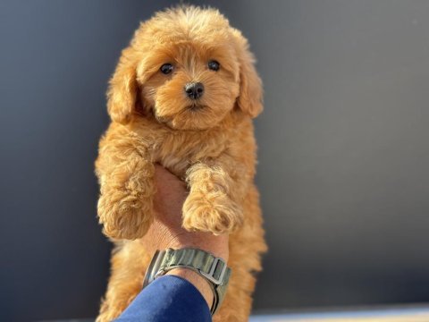 Petmode köpek çiftliğinde ziyarete açık kore maltipoo