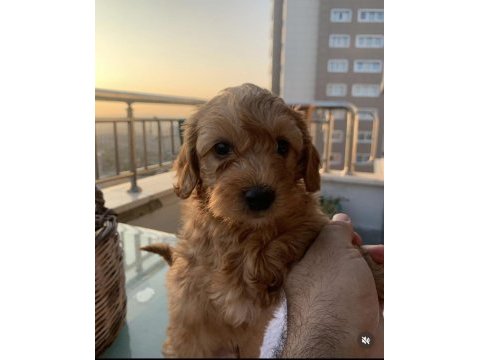Toy poodle sahiplendiriyoruz