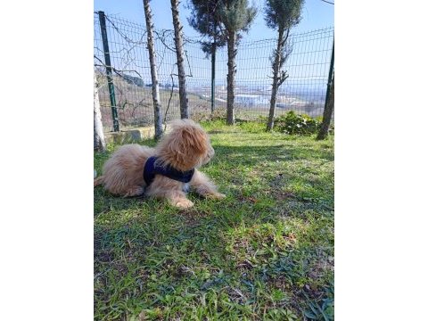 6 aylık maltipoo
