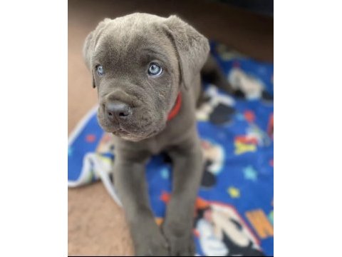 Cane corso sağlık ve ırk garantili