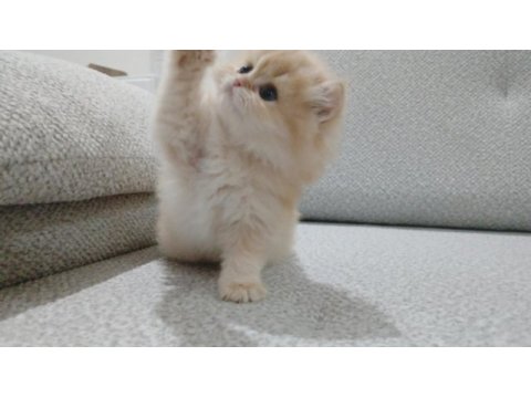 Golden british longhair erkek safkan yavrum