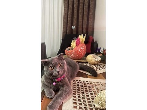 British shorthair gri kedimiz