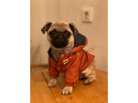 3 aylık pug dişi