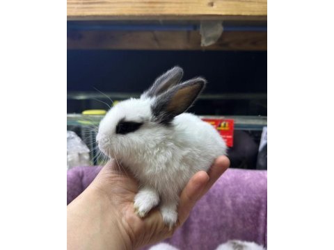 Cüce netherland dwarf tavşan