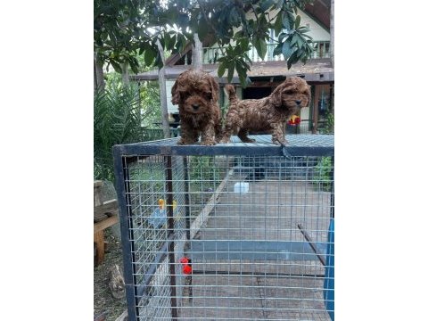 Dünyalar tatlısı özel renk maltipoo yavrular