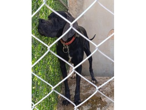 Pointer yavru köpekler