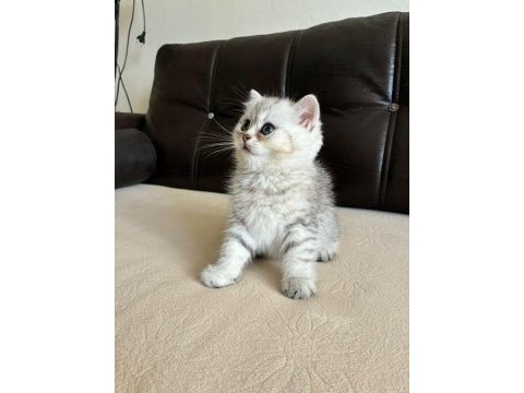 Safkan british shorthair