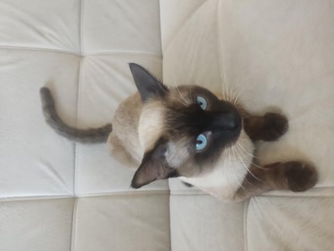 13 aylık erkek siyam kedisi çiftleşmeye hazır