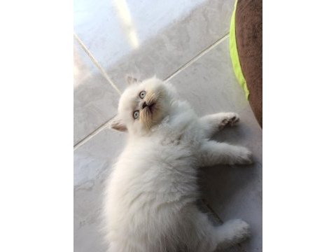 Scottish fold longhair