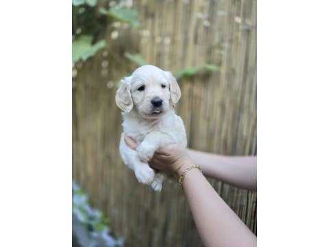Bebek surat golden retriever erkek ve dişi yavrular
