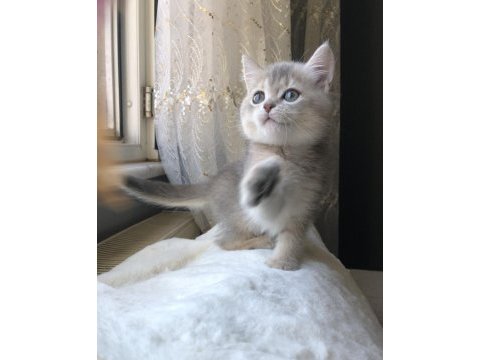 Prenses british shorthair kız