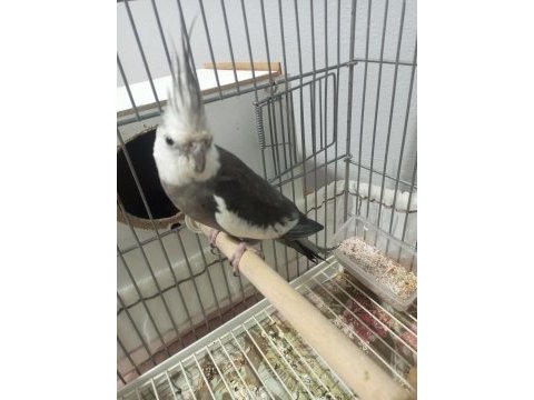 Kızgın sultan papağanı erkektir