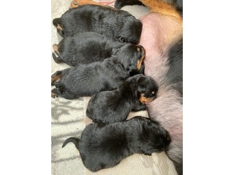 Rottweiler yavrularımız