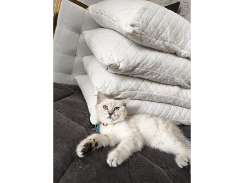 Çok akıllı uysal british shorthair