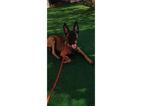 5 aylık belçika malinois kurdu