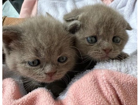 Safkan scottish fold