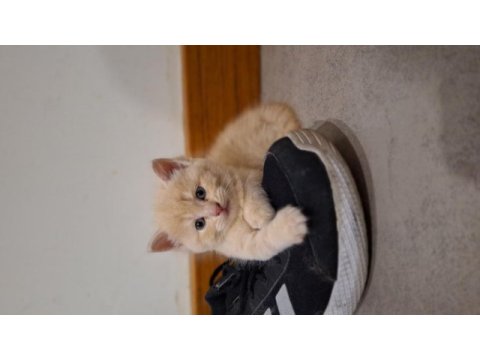 British shorthair yavru