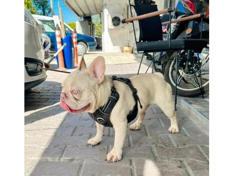 Aslan parçası kimbo fluffy l4 carrier
