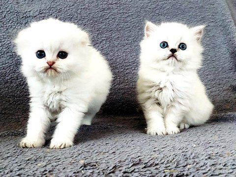 Scottish fold silver bebekler