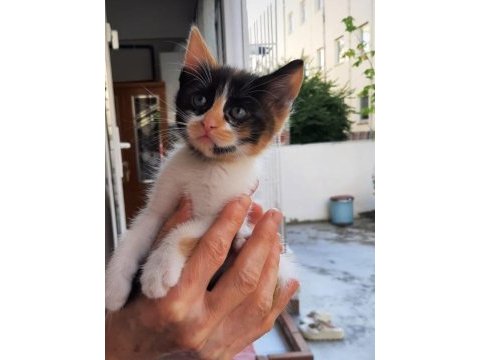 2 aylık güzel kız kedimiz yuva arıyor