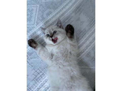 British shorthair yavru