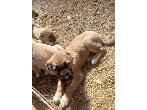 Mükemmel ırk safkan kangal yavruları