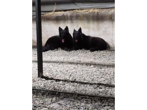 Solite black alman kurdu bebekler